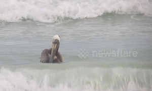 Pelican fearlessly rides post-hurricane waves on Florida beach