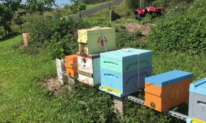 Bedroom Wall Bee Surprise