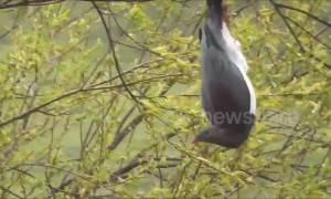 Wild New Zealand wood pigeon is drunk on forest berries
