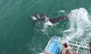 Great white shark soaks tourists on boat