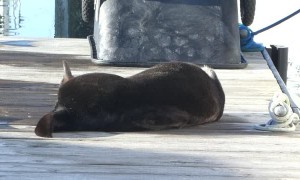 Otter Has a Serious Itch