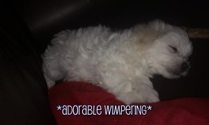 Perfectly Precious Puppies