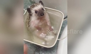 This hedgehog absolutely adores bath time