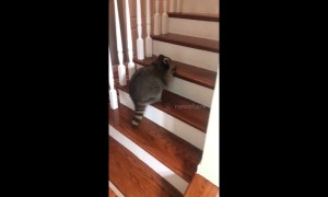 Raccoon fishes ice cube out of bowl to play chase