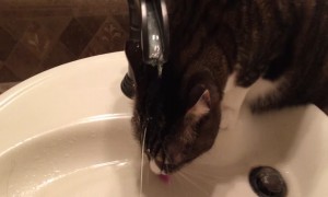 Cat Gets A Little Too Close to His Drink