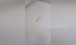 Gecko's tail seen wriggling on floor after cat bites it clean off