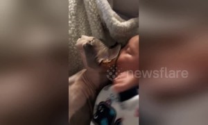 Baby sucks on Sphynx cat's head