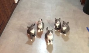 Just TRY Not to Smile at These Funny Kittens
