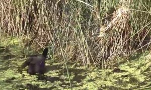 Three brave ducks see off a deadly Australian tiger snake