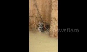 Rescuers save porcupine from drowning in watery pit