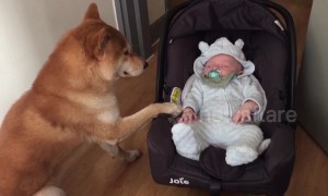This shiba dog takes babysitting very seriously