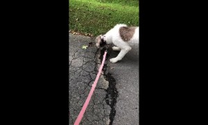 Poodle faces off against angry crayfish