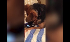 Dog is Confused by Phone – LOL