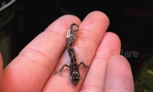 Watch the amazing moment a tiny baby chameleon takes its first breath