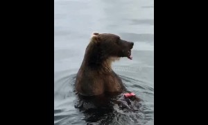 Rare close-up footage shows bear feasting on fish in Russia's Far East