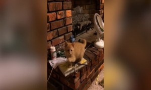 Sweet Kitten Mimics her Owner's Hand Movements