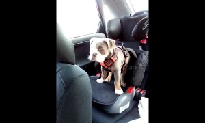12-week-old bulldog can't fit in her old booster seat