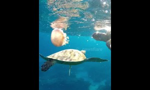 Turtles chow down on large jellyfish