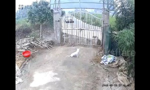 Dogs flee as out-of-control SUV demolishes house gate