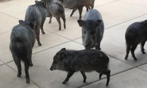 Wild Pigs Make a Visit to Arizona Home