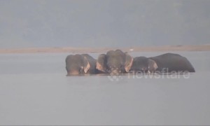 Five gritty elephants swim to escape watery grave in India