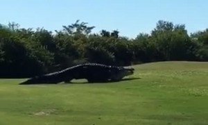 Alligator or Dinosaur?