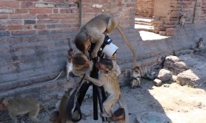 Monkey photographers hard at work