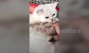 Protective cat prevents owner from taking kitten away