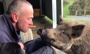 Teasing Bruce the pig with a tasty carrot