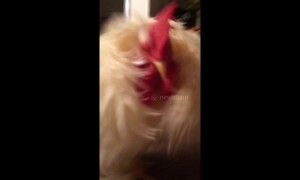 Cotton the rooster runs into camera