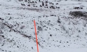 Caribou Crossing