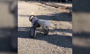 Poodle hops around like a kangaroo after losing its two front legs