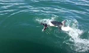 That was close! Seal narrowly escapes great white shark’s jaws