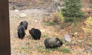 Bears Do Some Backyard Snacking