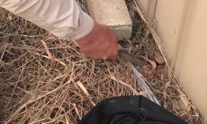 Man Retrieves Fleeing Snake From Under Fence