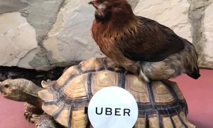 Turtle Transportation