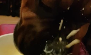 Dog's First Time Eating Custard