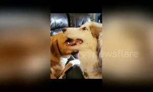 Sage the pup has no concept of personal space