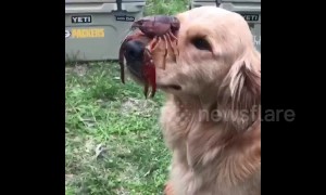 Golden Retriever balances crawfish on his nose