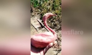 Chinese farmer stunned when she finds swan-shaped sweet potato in her harvest