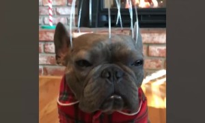 The Very Cutest Dog Videos