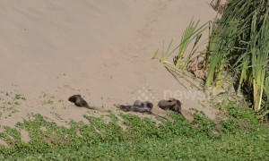 Playful family of river otters take a sand bath