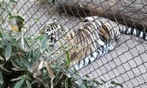 Tiger Approaches Man Climbing Barrier