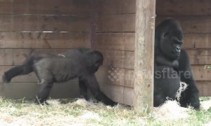 Cheeky gorilla baby loves to wind up his dad