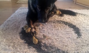Caring German Shepherd gently watches over baby quails