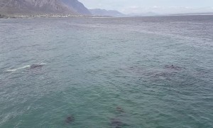 Rare Encounter with Whale Calf