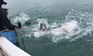 Bait handler enters into vicious tug-of-war with great white shark