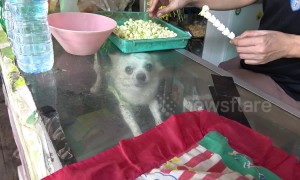 Not for sale: Shy Chihuahua hides inside glass counter at kiosk