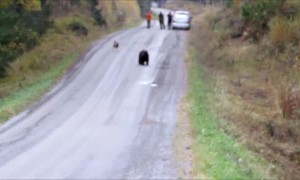 Friendly dog decides to play "tag" with a wild bear