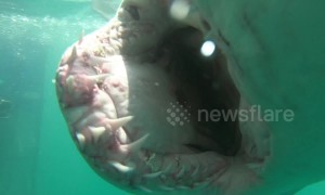 This close encounter with a shark reveals inside of predator's massive jaws